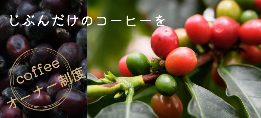 オーナー制コーヒーの木
